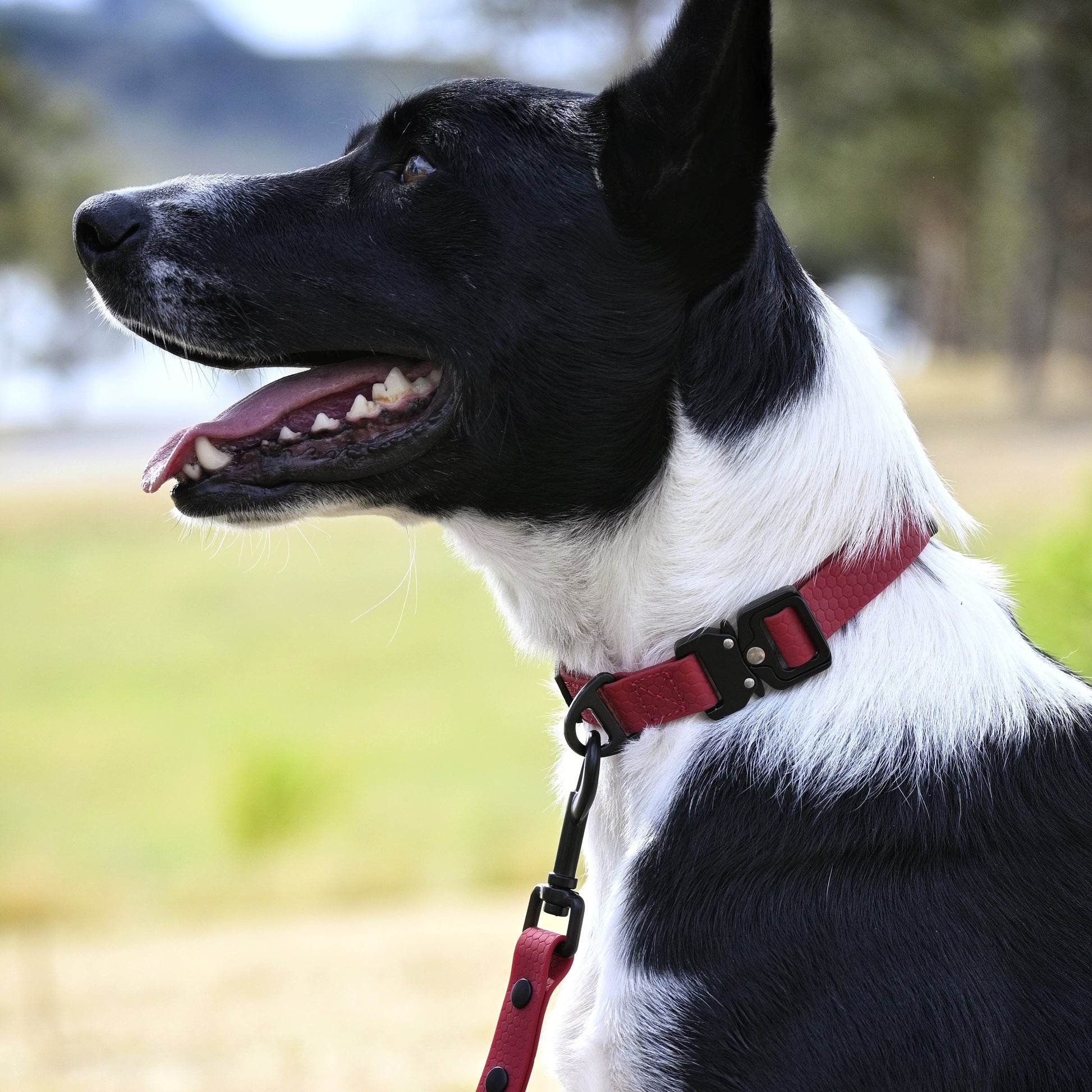 Black and white dog wearing a maroon collar and leash outdoors