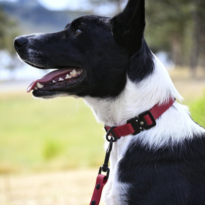 Black and white dog wearing a maroon collar and leash outdoors