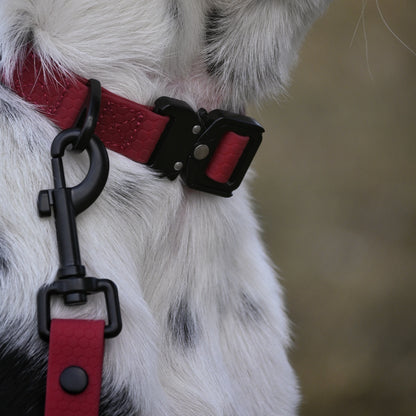 Close-up of a dog wearing a maroon collar with a black clip on a blurred background