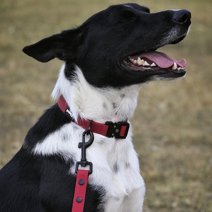 Maroon Lead & Collar Set