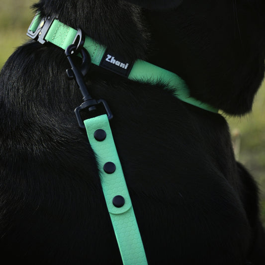 Black dog wearing a mint collar with a brand name on a blurred natural background
