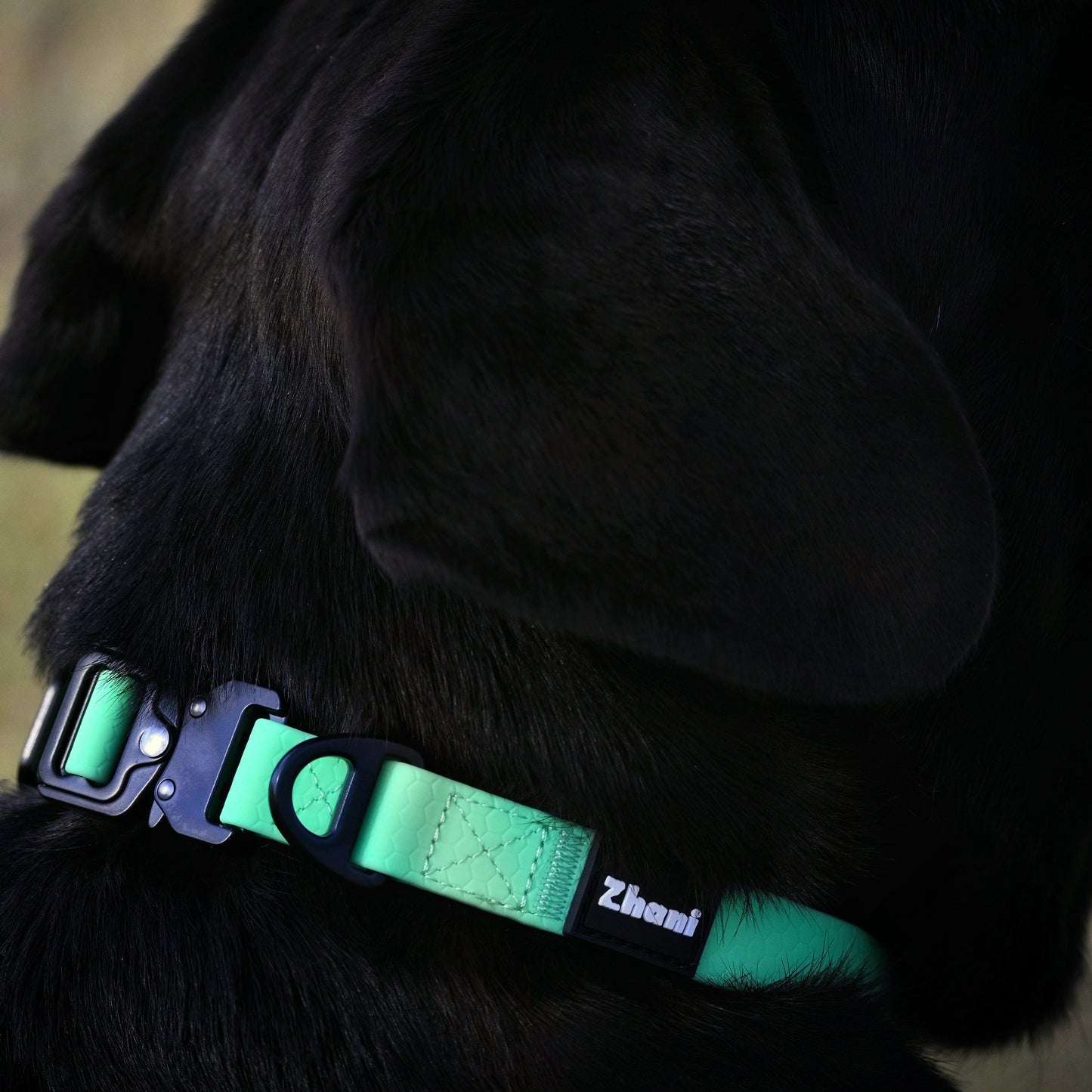 Black dog wearing a mint and black collar with Zhani branding