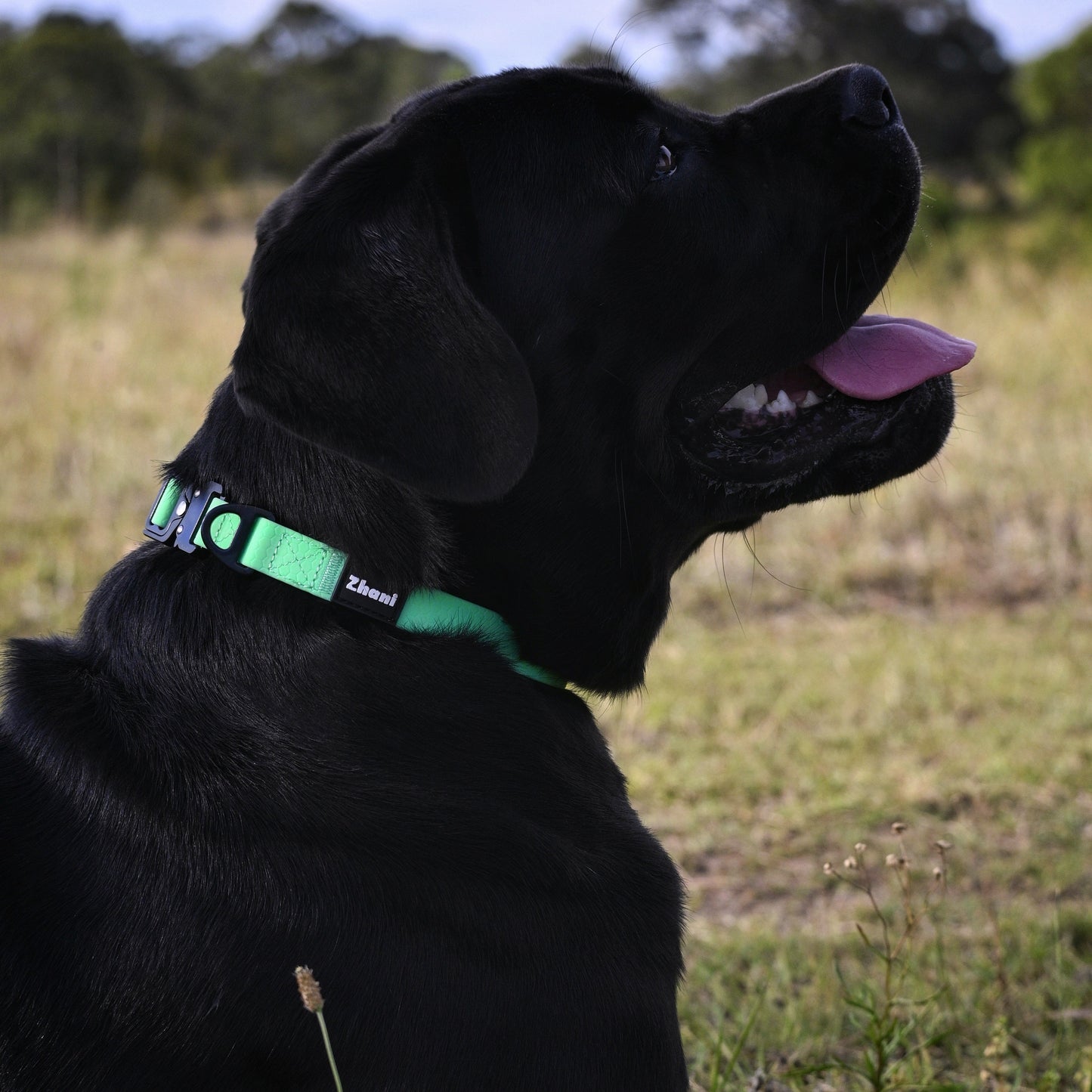 Black dog with a mint collar sitting in a field