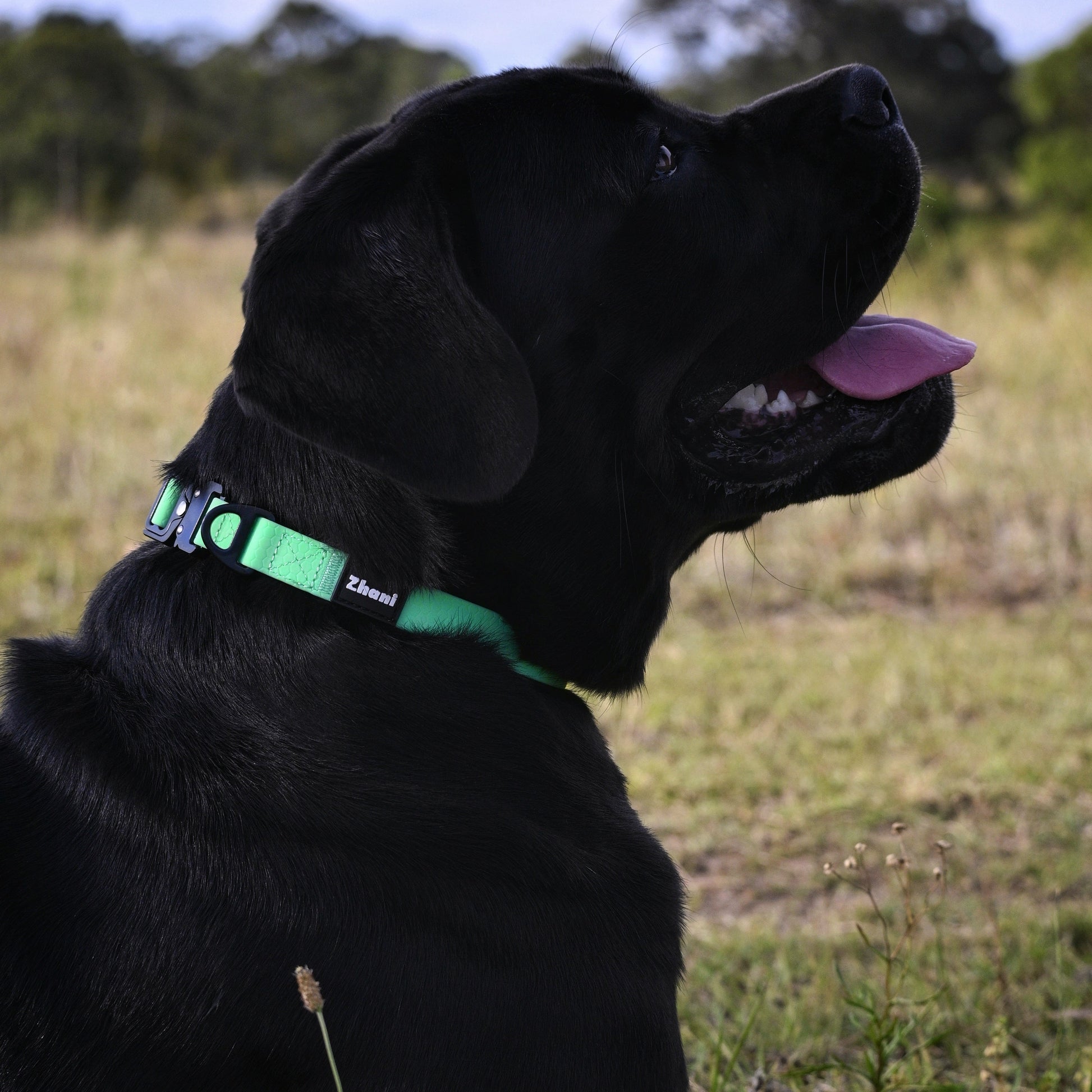 Black dog with a mint collar sitting in a field