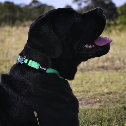 Black dog with a mint collar sitting in a field