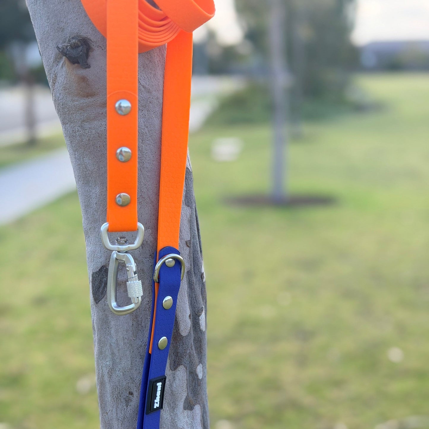 Orange and blue dog leash attached to a tree in a park setting