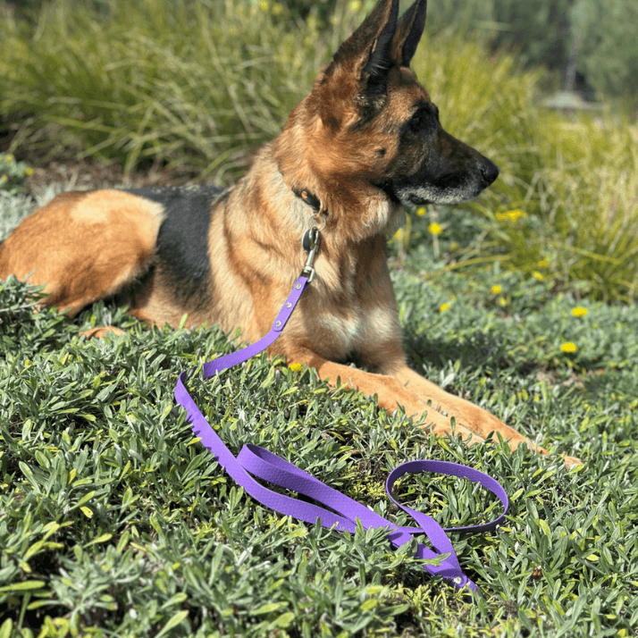 German Shepherd Dog with a purple lead