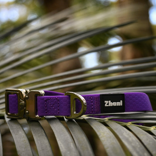 Purple dog collar with silver hardware on a palm leaf