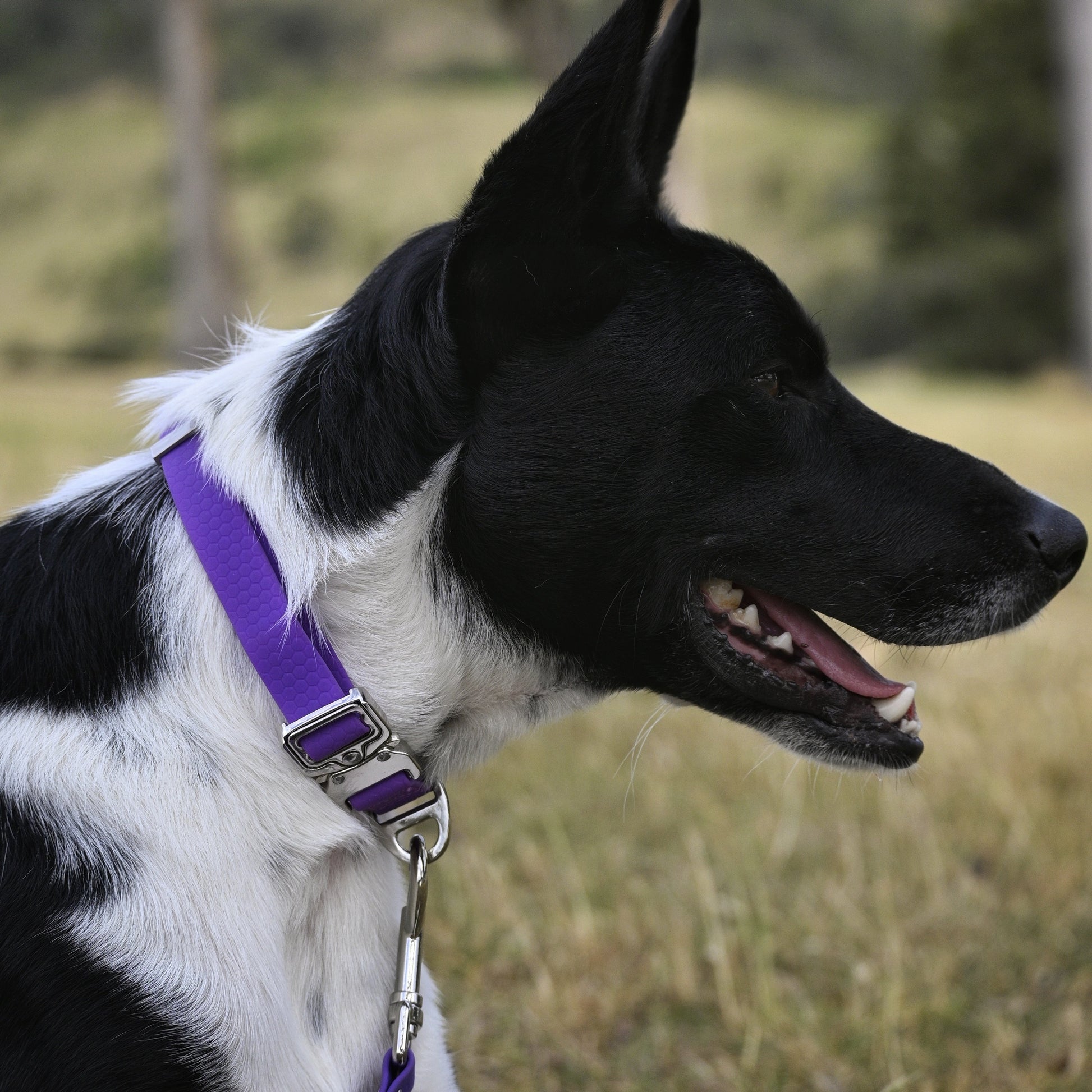 Purple Dog Collar on dog