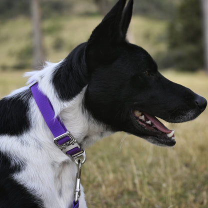 Purple Dog Collar on dog