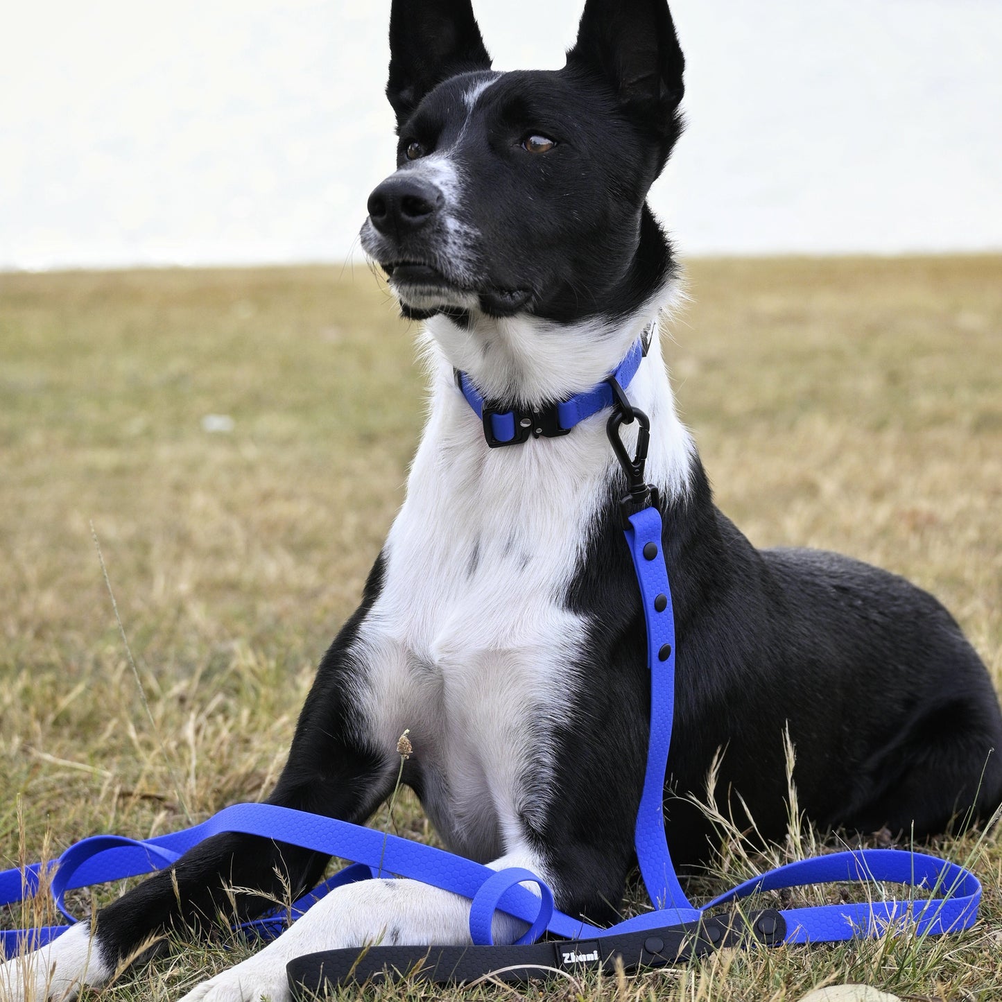 Black and white dog wearing a royal blue collar and leash sitting on grass.