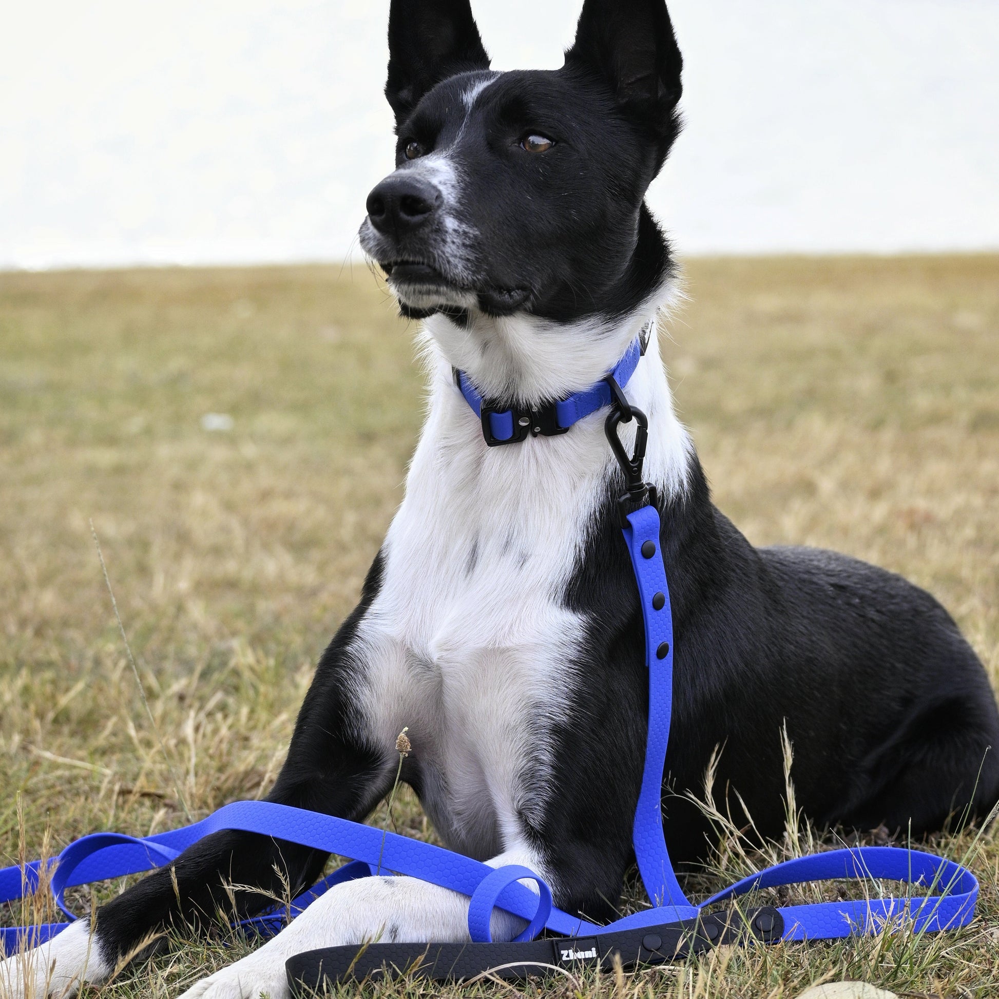 Black and white dog wearing a royal blue collar and leash sitting on grass.
