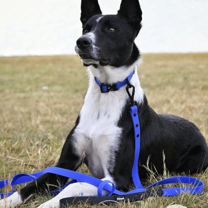 Black and white dog wearing a royal blue collar and leash sitting on grass.