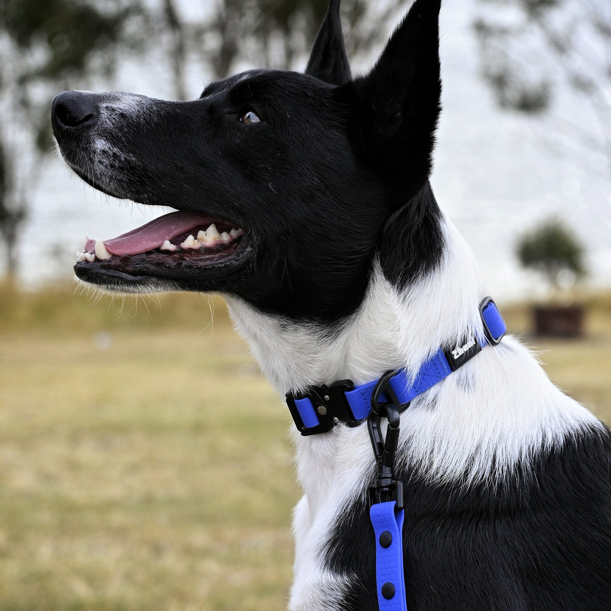 Dog with Royal Blue Lead & Collar
