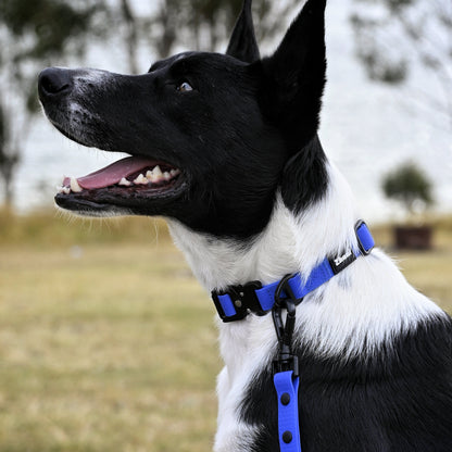 Dog with Royal Blue Lead & Collar