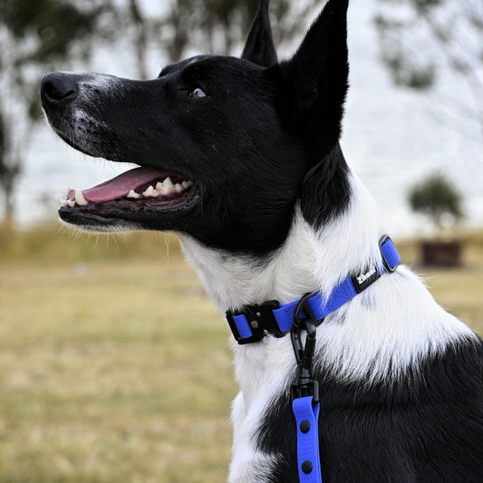 Dog with Royal Blue Lead & Collar