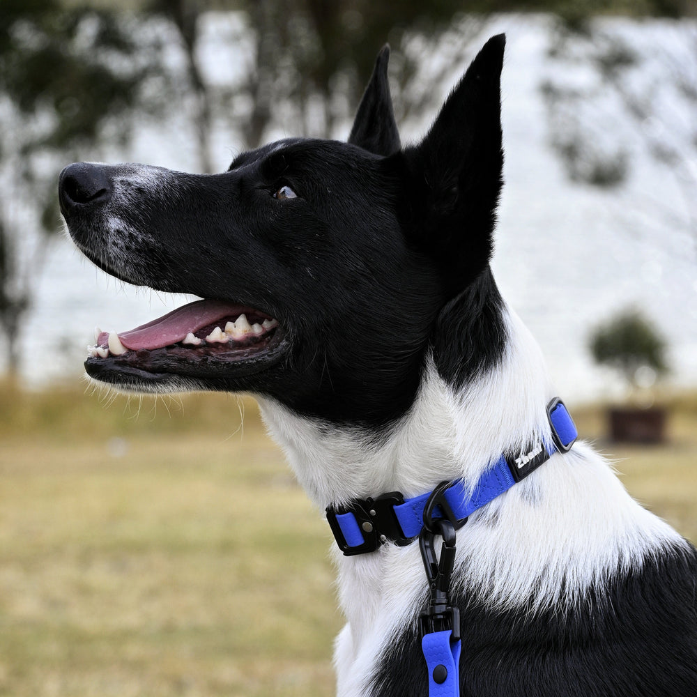 Royal Blue Collar