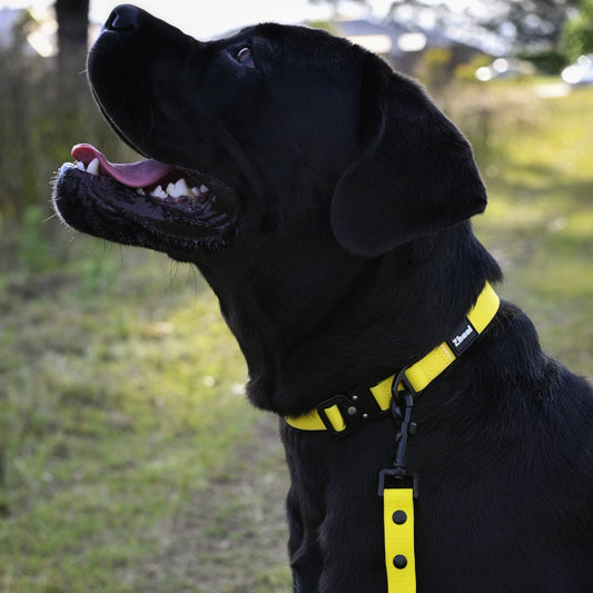 Black dog with yellow lead and collar
