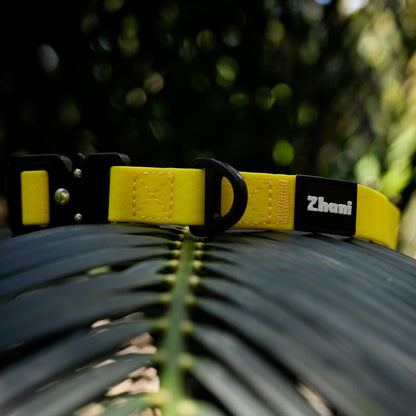 Yellow dog collar with black buckle on a leafy branch