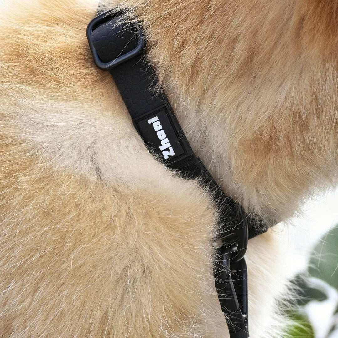 Close-up of a dog wearing a Zhani black dog collar