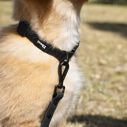 Dog wearing a black collar with a blurred natural background