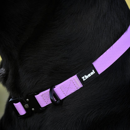 Lilac dog collar on a black dog.