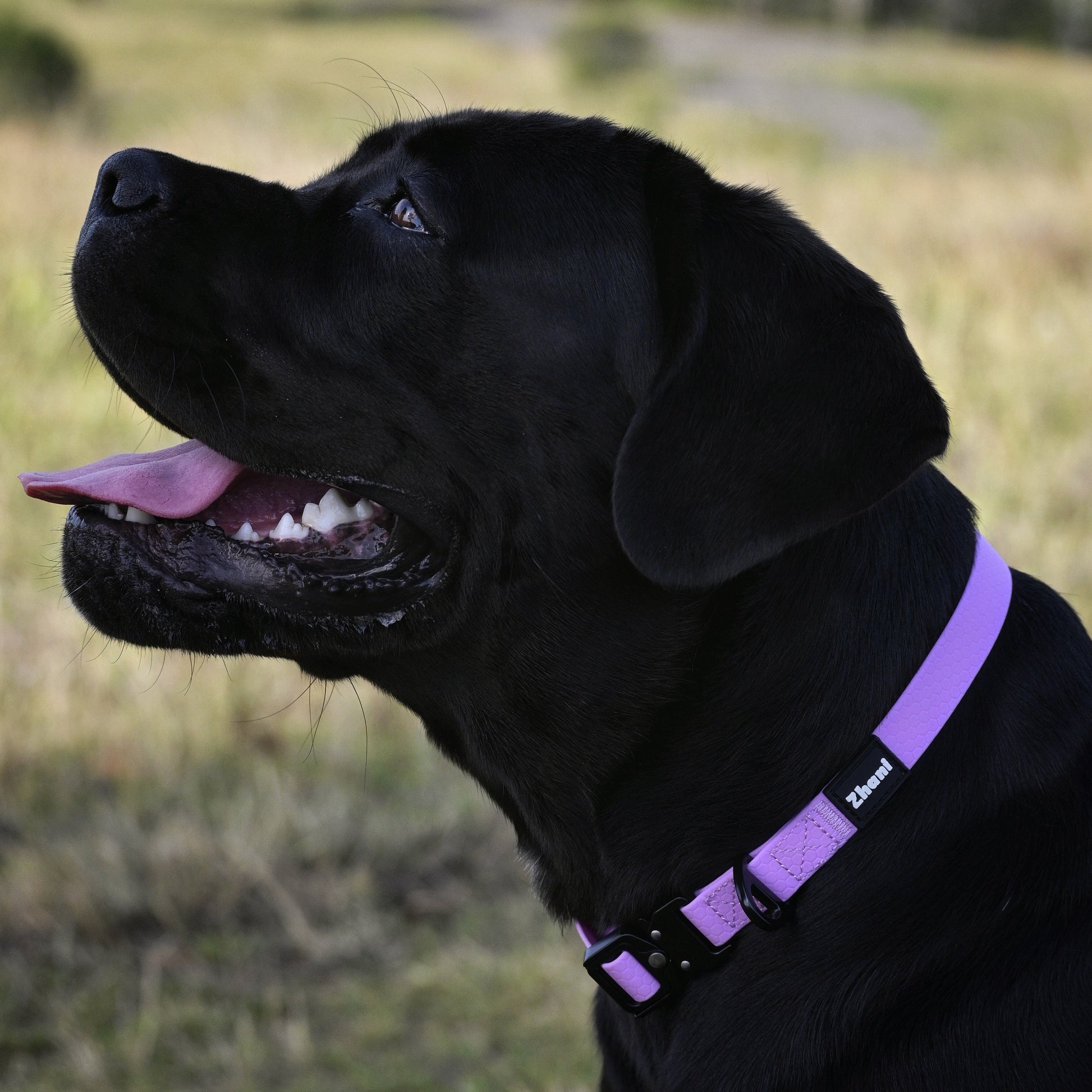 Black dog wearing a lilac collar in an outdoor setting with trees and grass.