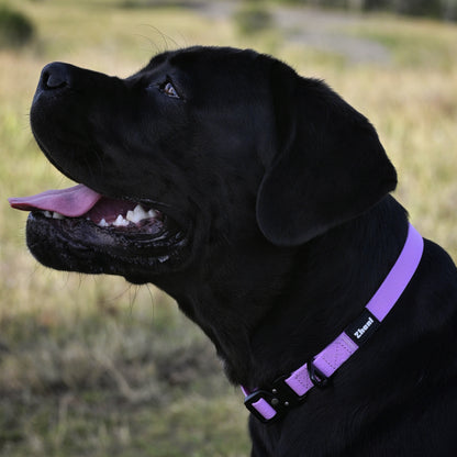 Black dog wearing a lilac collar in an outdoor setting with trees and grass.