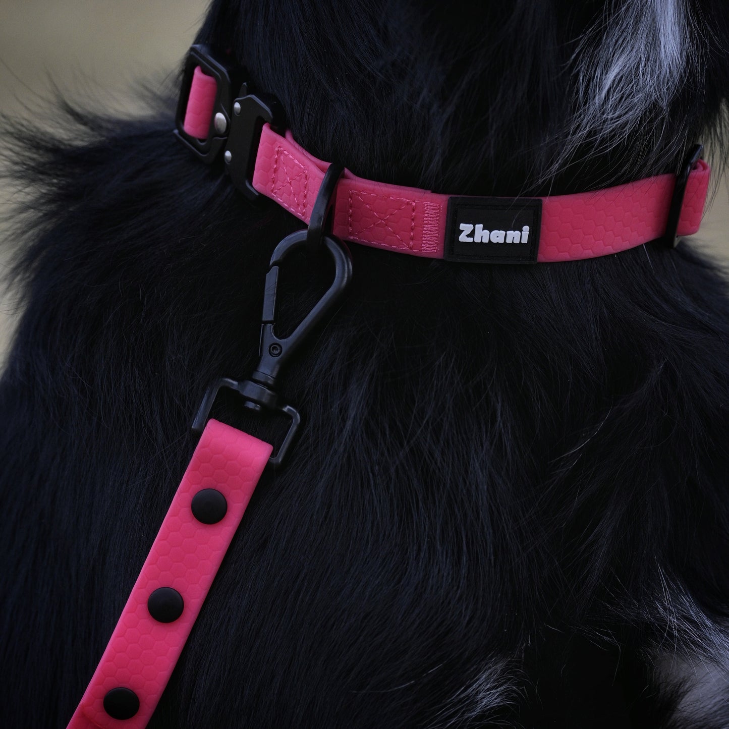 Close-up of a black dog wearing a pink harness with 'Zheni' branding.