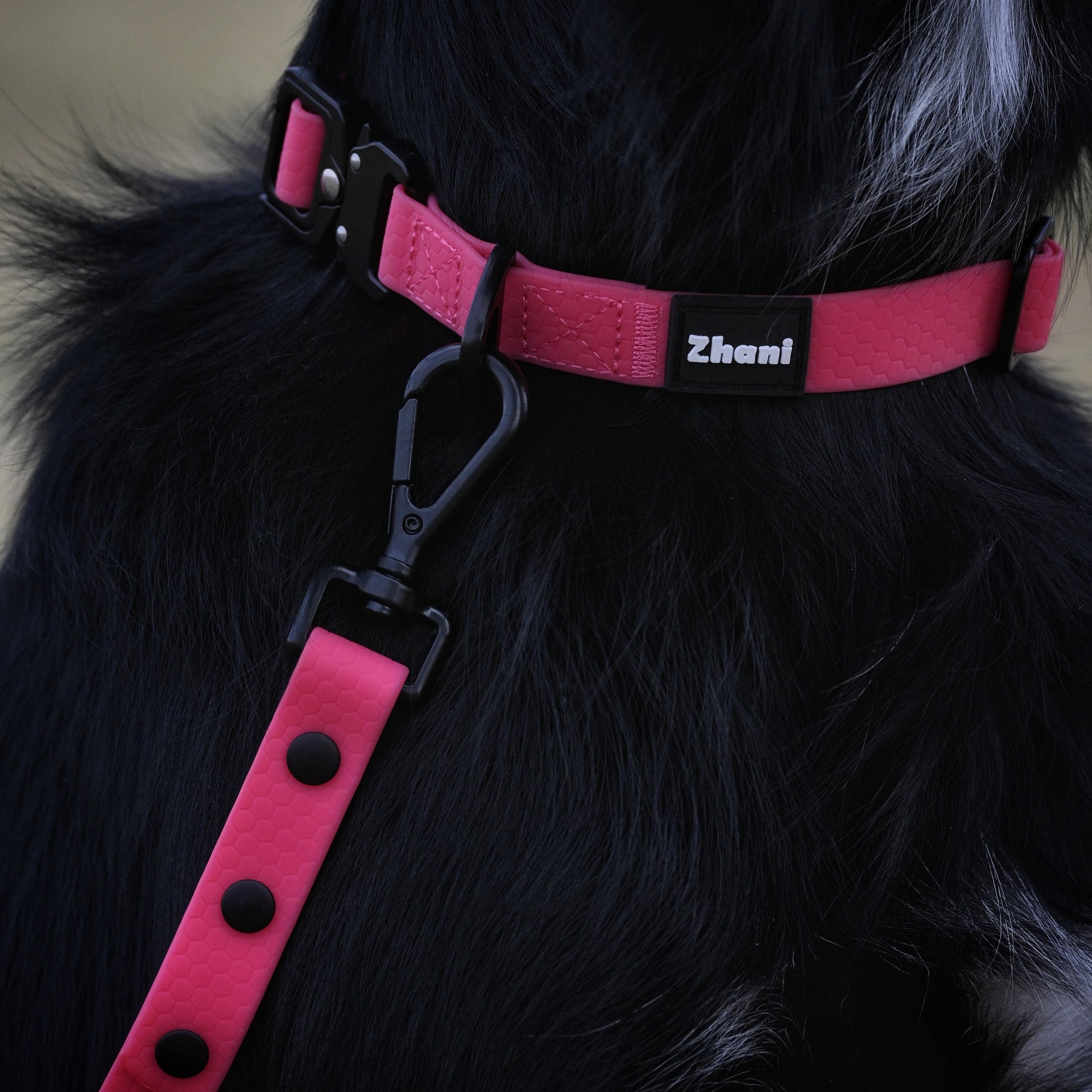 Close-up of a black dog wearing a pink harness with 'Zheni' branding.