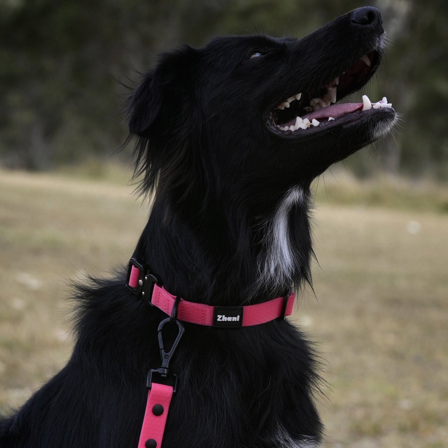Black dog wearing a pink collar and leash in an outdoor setting