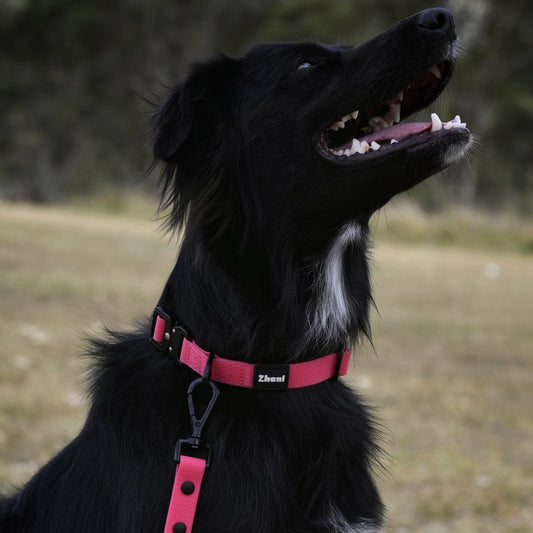 Black dog wearing a pink collar and leash in an outdoor setting