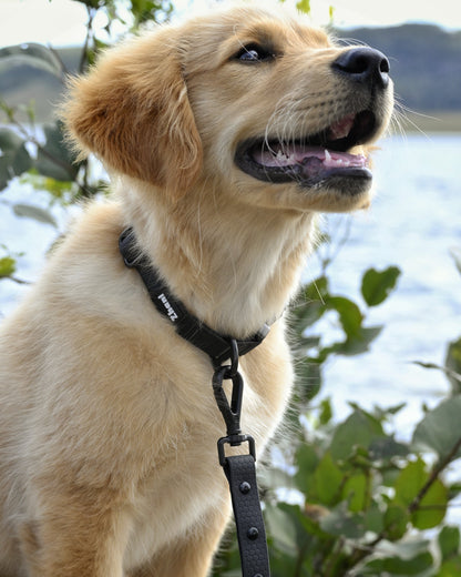 Black - Long Line Dog Lead; Washable; Light; Strong; Comfortable; Waterproof; Collar;