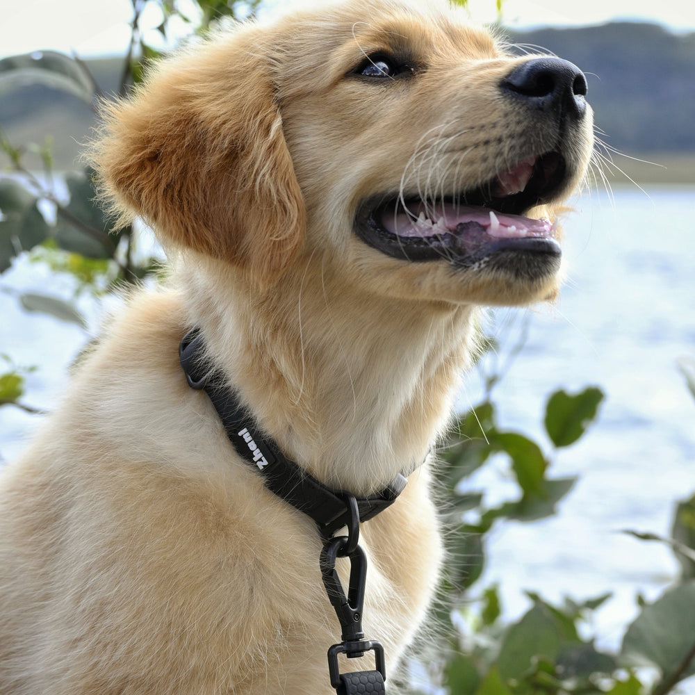 Black - Long Line Dog Lead; Washable; Light; Strong; Comfortable; Waterproof; Collar;
