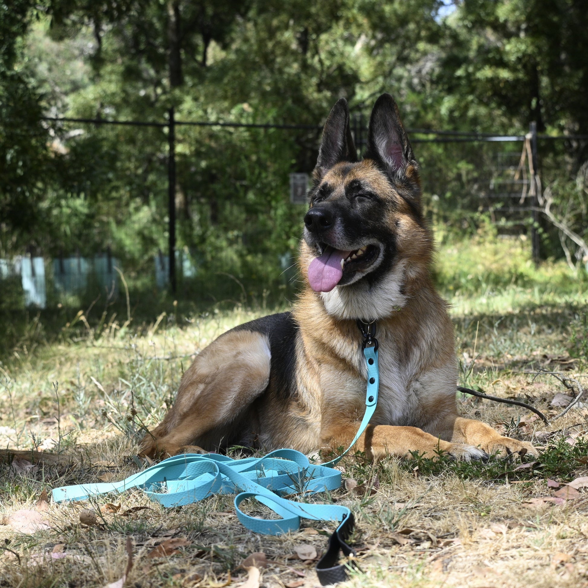 Dog sitting outdoors with an aqua Zhani leash, surrounded by greenery