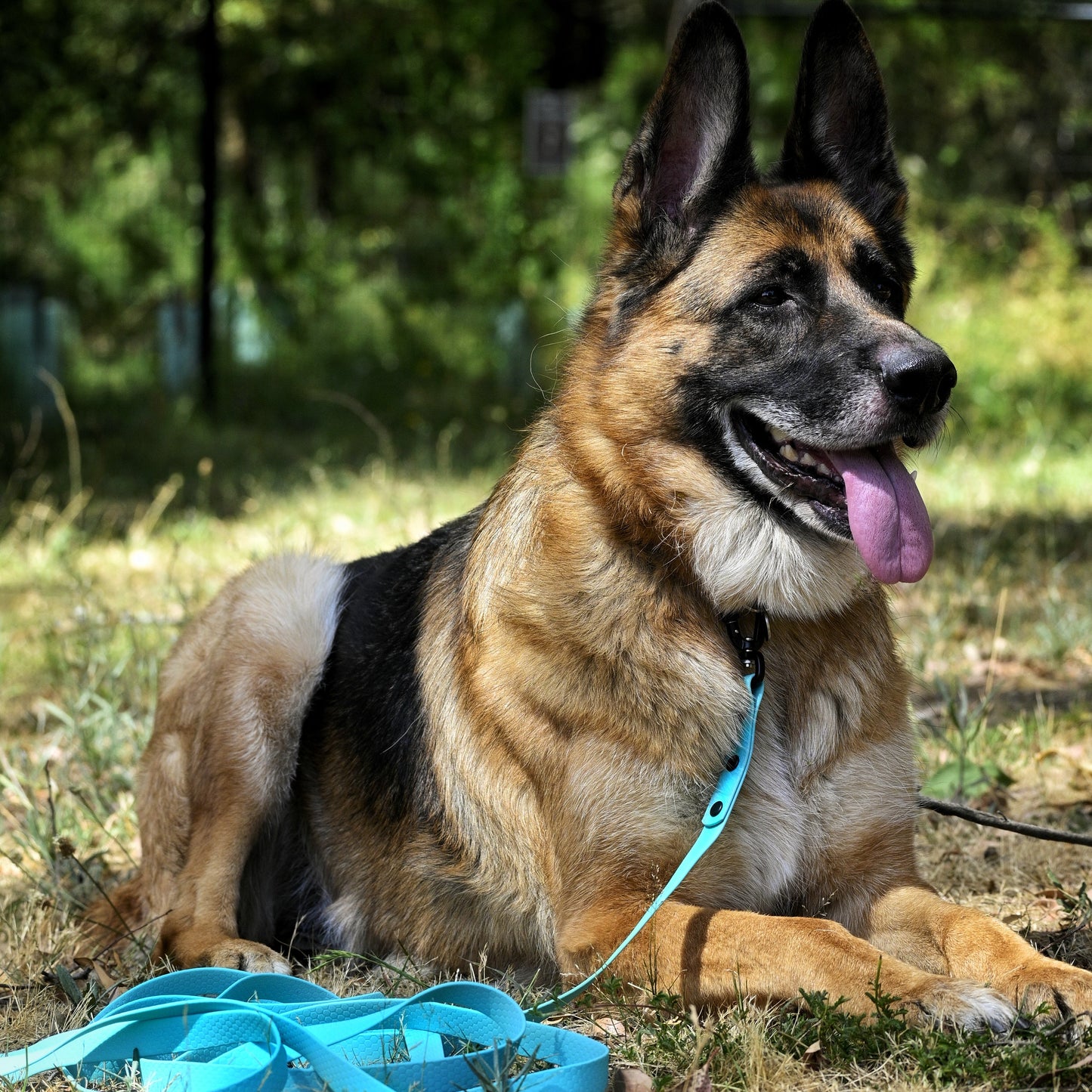 German Shepherd lying on grass with a Zhani aqua leash
