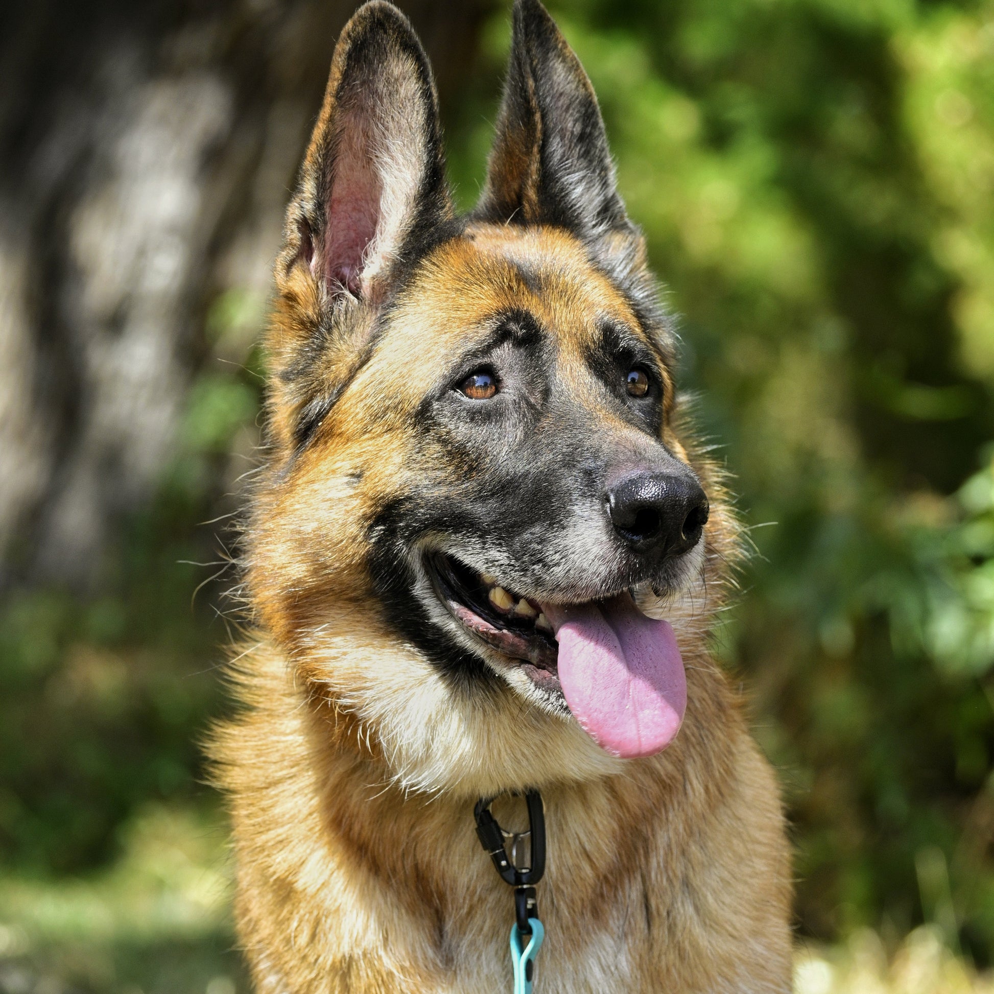 German Shepherd dog with a pink tongue outdoors with Zhani Lead