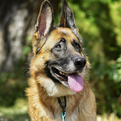 German Shepherd dog with a pink tongue outdoors with Zhani Lead