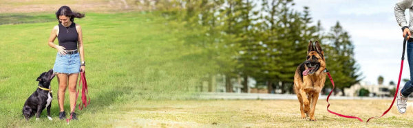 A woman stands on a grassy field with a black dog, while another person at right holds a leash for a German Shepherd. Trees and an open sky are visible in the background.