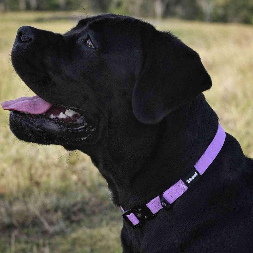 Zhani lilac collar on black dog