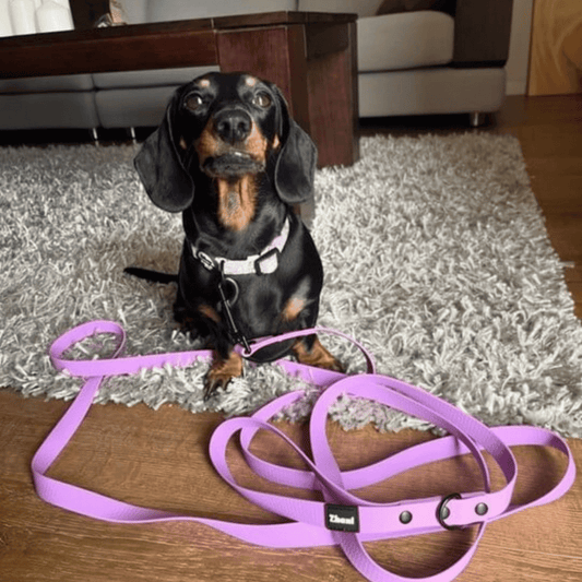 Zhani lilac dog lead on small dog sitting in lounge room