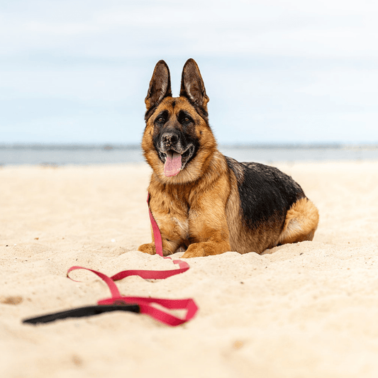 dog on beach with a Zhani lead