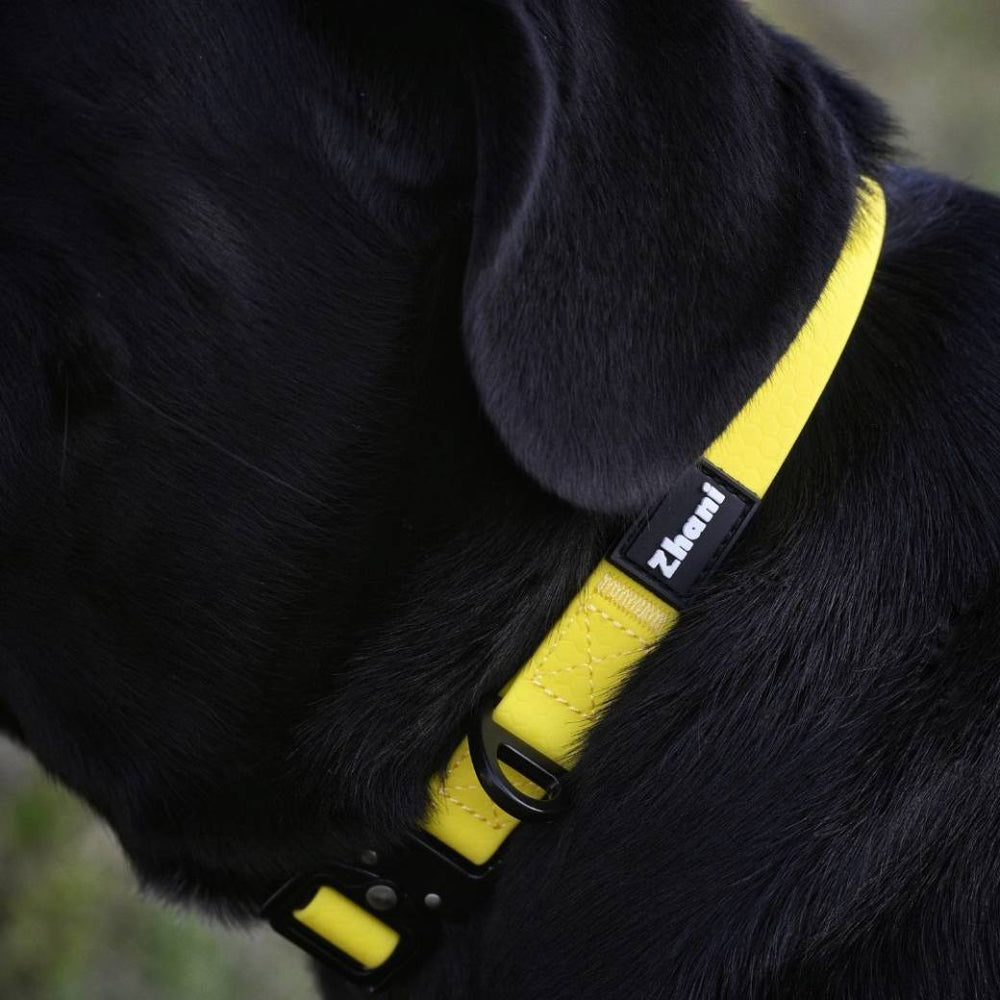 Zhani yellow dog collar on a black dog