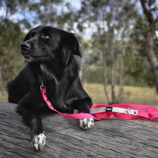 Dog with zhani lead and collar pink